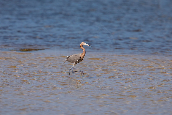 82 reddish egret (6F3A6070) April 15, 2021