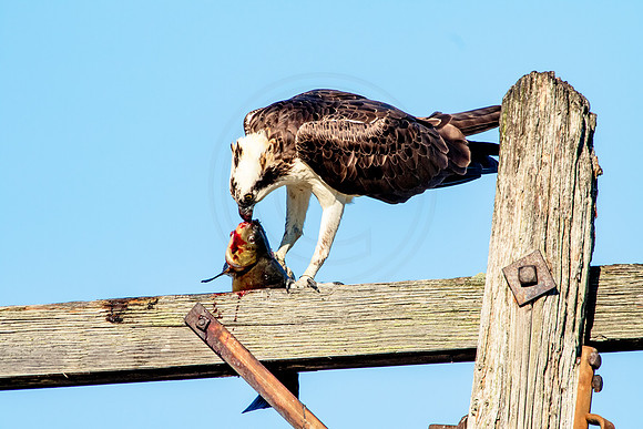 Osprey in Crown Point