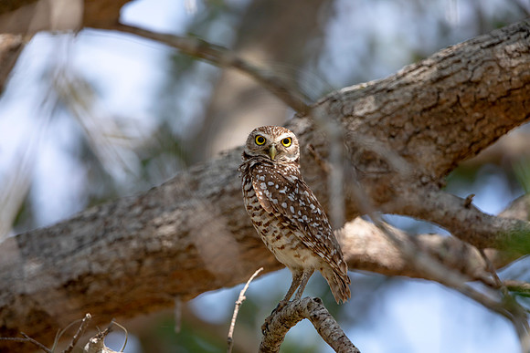 644 burrowing owl (6F3A0741) April 17, 2021