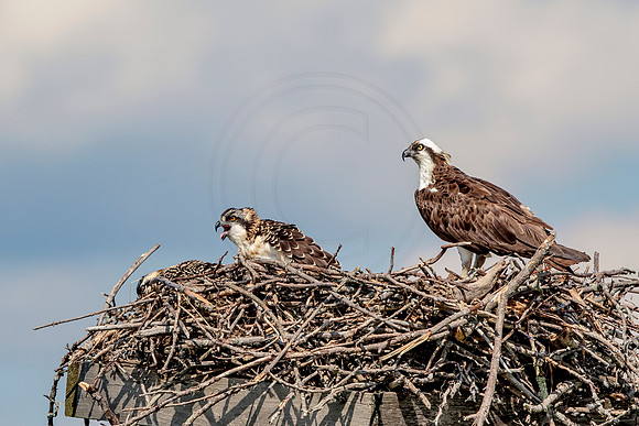 Osprey in Crown Point