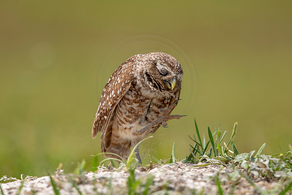 688 burrowing owl (6F3A1160) April 17, 2021