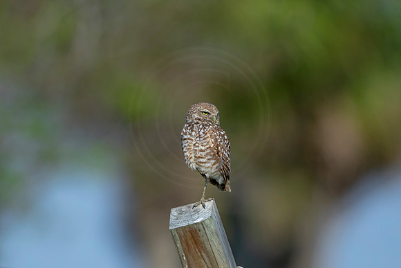 555 burrowing owl (6F3A0038) April 17, 2021