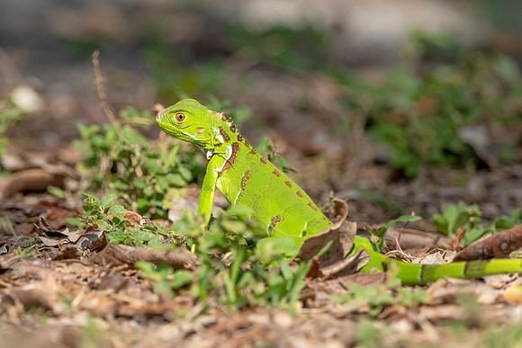 476 iguana (6F3A8995) April 15, 2021