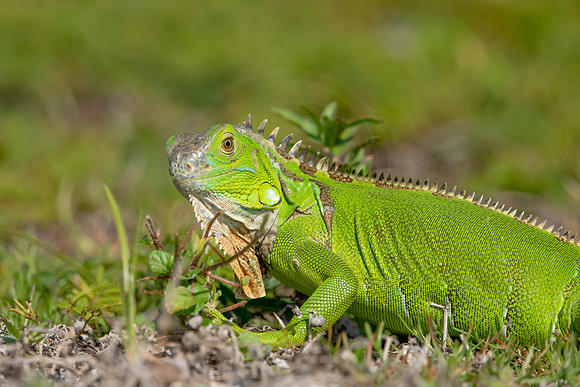 474 iguana (6F3A8964) April 15, 2021