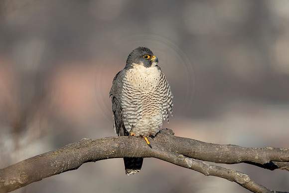 137 peregrine falcon (AF3A2777) March 7, 2021