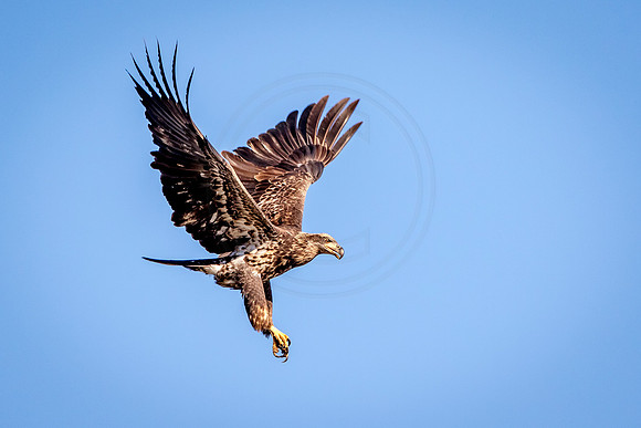 Bald Eagle at Conowingo