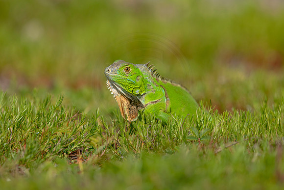 496 iguana (6F3A9072) April 15, 2021