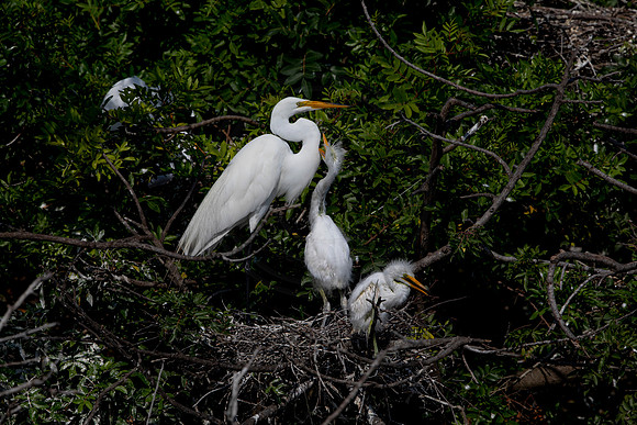 1094 egrets (6F3A4047) April 18, 2021