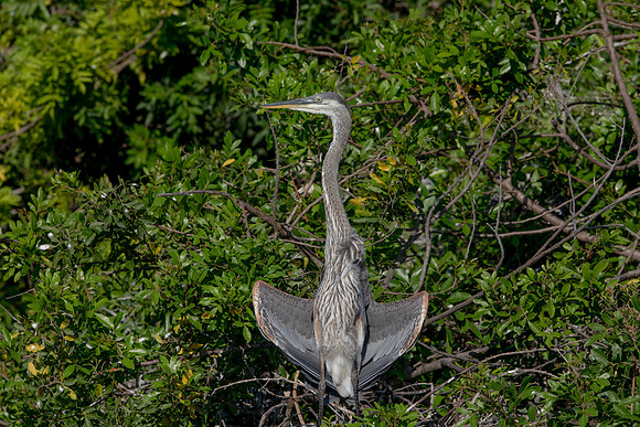 1026 gbh (6F3A3426) April 18, 2021