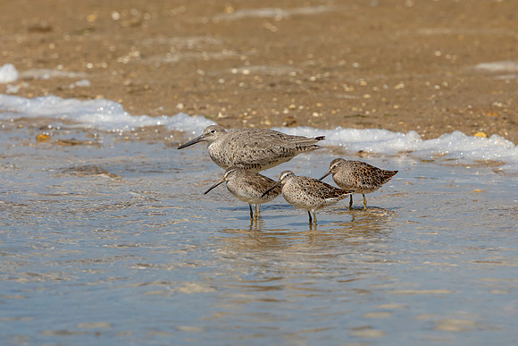 197 shorebirds (6F3A6842) April 15, 2021