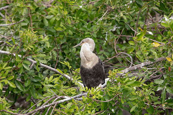 1158 anhinga (6F3A4697) April 18, 2021