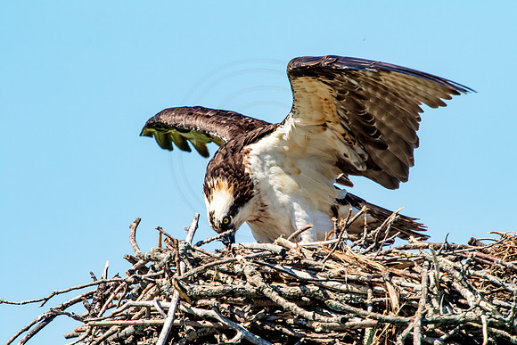Osprey in Crown Point