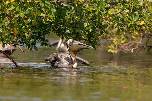 459 pelican (6F3A8907) April 15, 2021