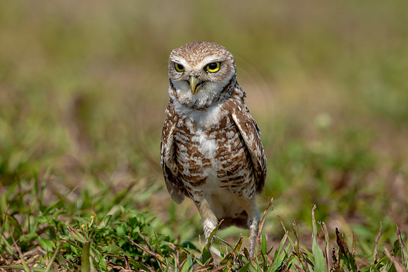 914 burrowing owl (6F3A2449) April 17, 2021