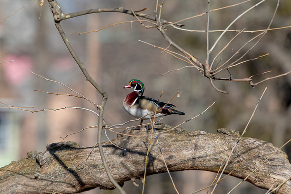 312 wood duck (AF3A4677) March 20, 2021