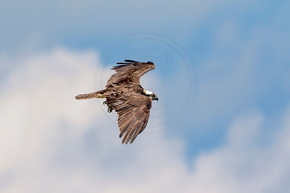 Osprey in Crown Point