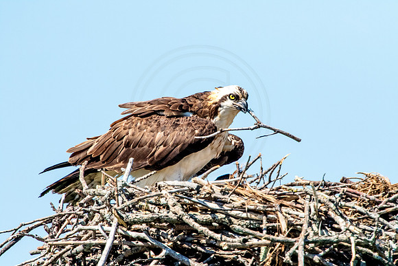 Osprey in Crown Point