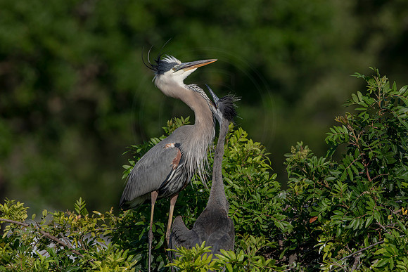 965 gbh (6F3A2862) April 18, 2021