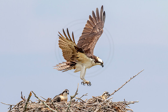 Osprey in Crown Point