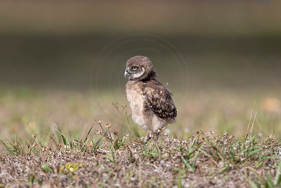 1253 burrowing owl (6F3A5971) April 18, 2021