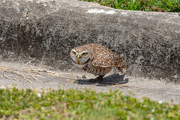 719 burrowing owl (6F3A1337) April 17, 2021