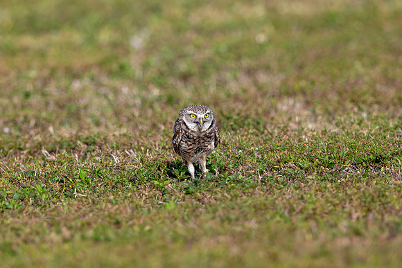 560 burrowing owl (6F3A0083) April 17, 2021