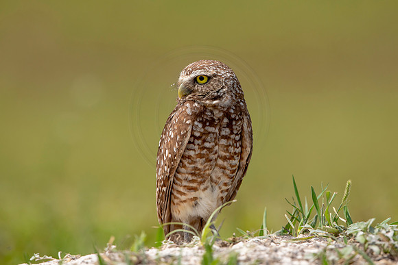 686 burrowing owl (6F3A1147) April 17, 2021