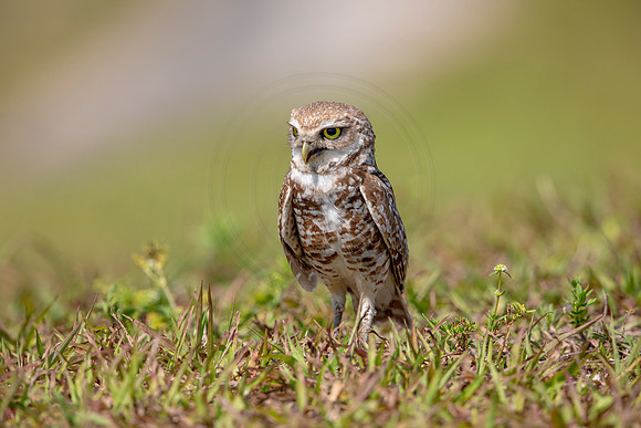 869 burrowing owl (6F3A2144) April 17, 2021