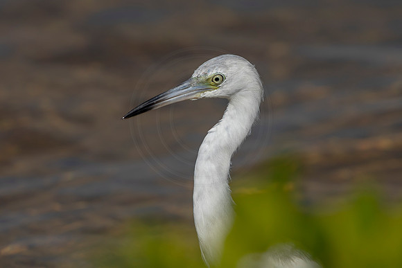 169 juvenile little blue heron (6F3A6676) April 15, 2021