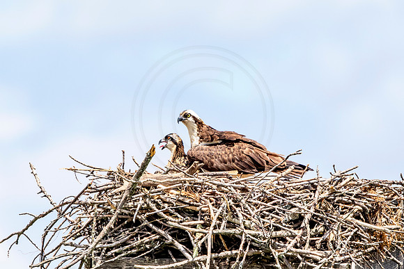 Osprey in Crown Point