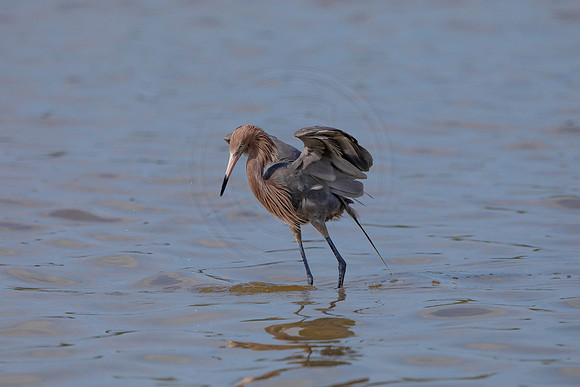 86 reddish egret (6F3A6091) April 15, 2021