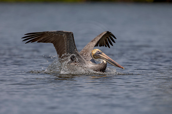 460 pelican (6F3A8914) April 15, 2021