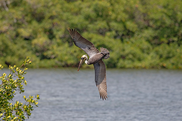 421 pelican (6F3A8672) April 15, 2021