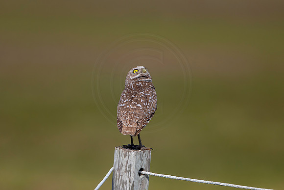 582 burrowing owl (6F3A0307) April 17, 2021