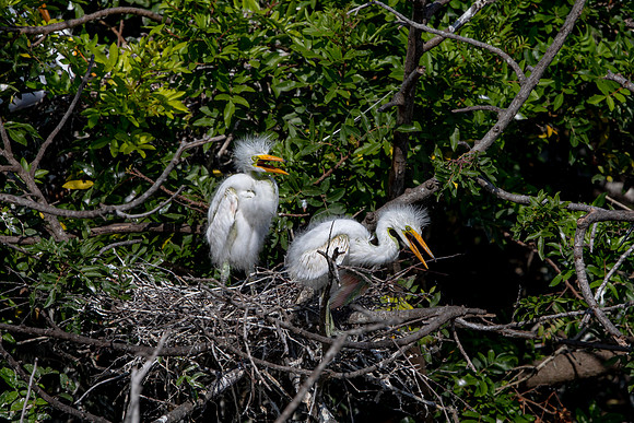 1104 egrets (6F3A4075) April 18, 2021