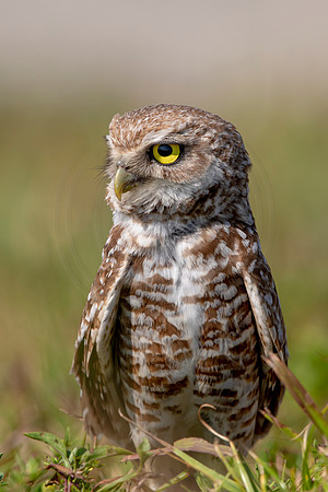 896 burrowing owl (6F3A2358) April 17, 2021