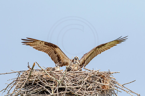 Osprey in Crown Point
