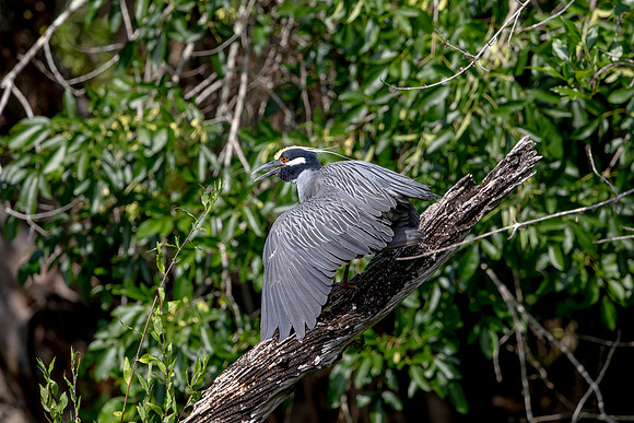 549 night heron (6F3A9726) April 16, 2021