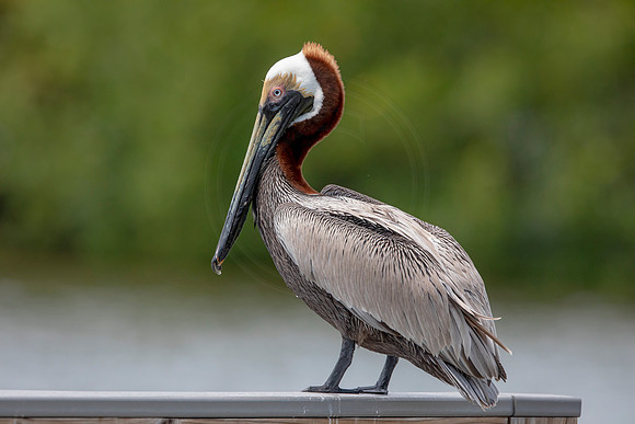 321 pelican (6F3A8168) April 15, 2021