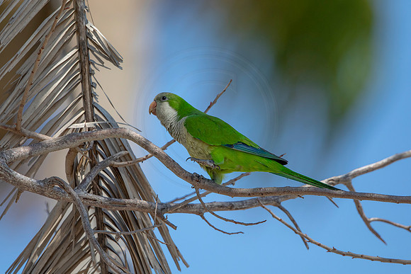 1197 monk parakeet (6F3A5095) April 18, 2021