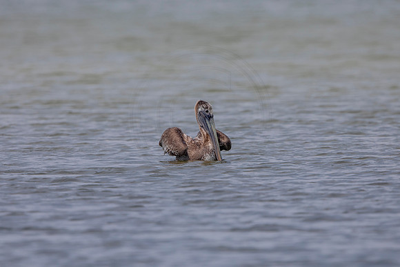 336 pelican (6F3A8271) April 15, 2021
