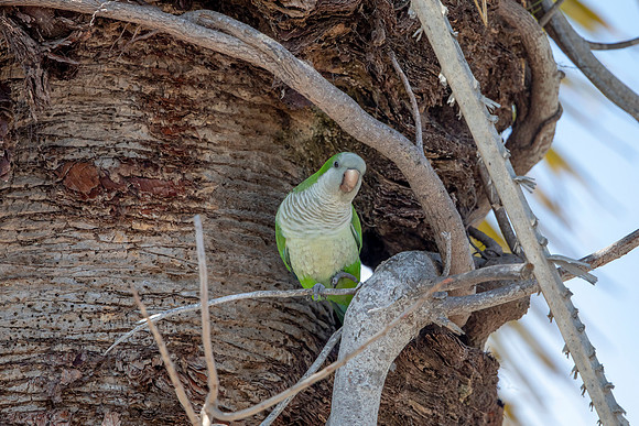1186 monk parakeet (6F3A4933) April 18, 2021
