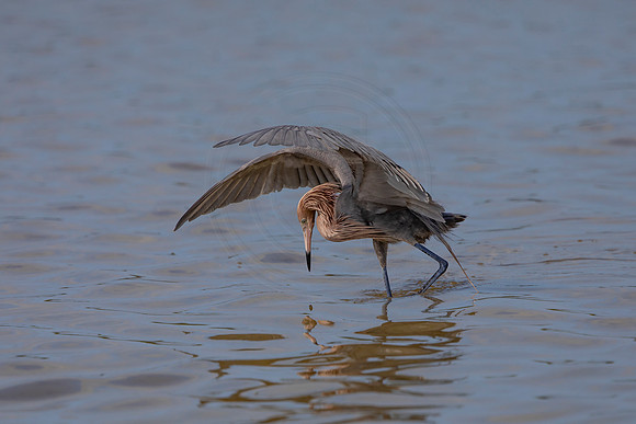 88 reddish egret (6F3A6101) April 15, 2021