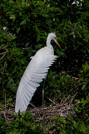 1033 egret (6F3A3480) April 18, 2021