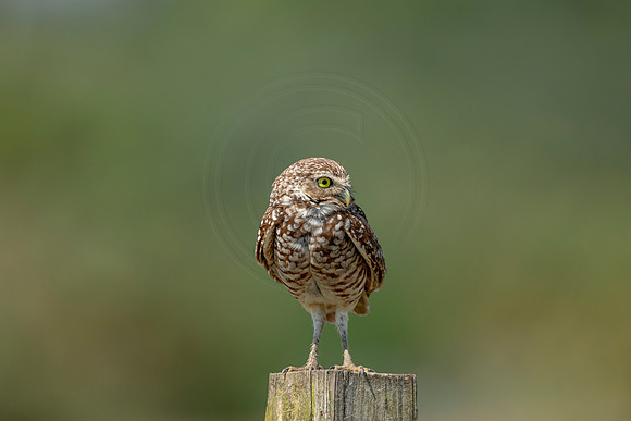 858 burrowing owl (6F3A2095) April 17, 2021