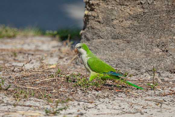 1237 monk parakeet (6F3A5843) April 18, 2021