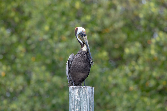 347 pelican (6F3A8311) April 15, 2021