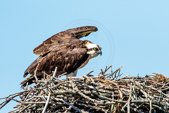 Osprey in Crown Point
