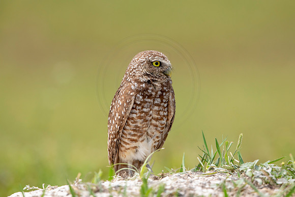 683 burrowing owl (6F3A1131) April 17, 2021