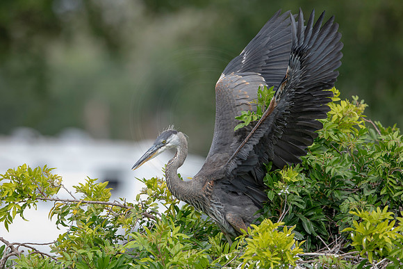 1161 gbh (6F3A4705) April 18, 2021